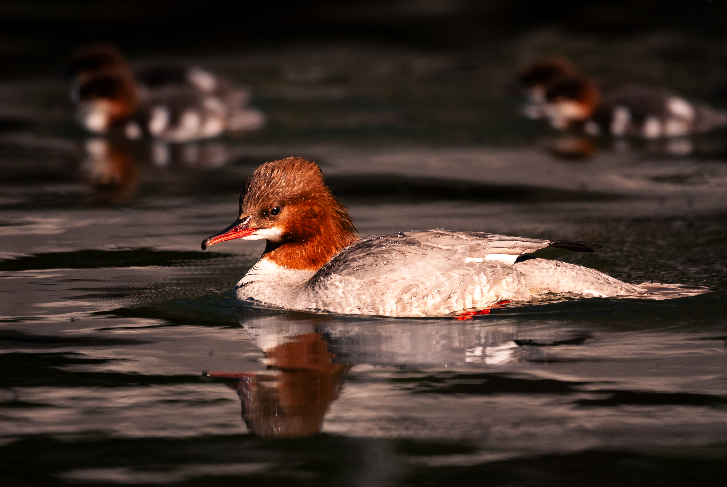 Nymphenburger Park 2600